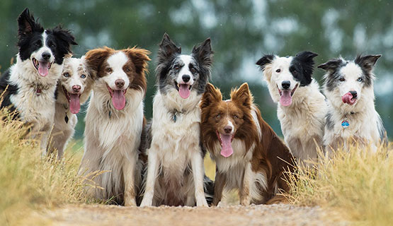 Futtermittelallergie und Futtermittelintoleranz beim Hund